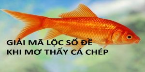 Bí Ẩn Giấc Mơ Thấy Cá Chép Và Lộc Số Đề Của Mỗi Người