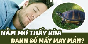 Mơ Thấy Con Rùa - Bật Mí Con Số Tài Lộc Và Điềm Báo Giấc Mơ